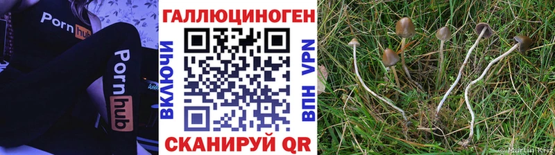 ссылка на мегу рабочий сайт  Чудово  Псилоцибиновые грибы GOLDEN TEACHER 